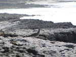 SX05796 Whimbrel (Numenius phaeopus) on cliffs.jpg